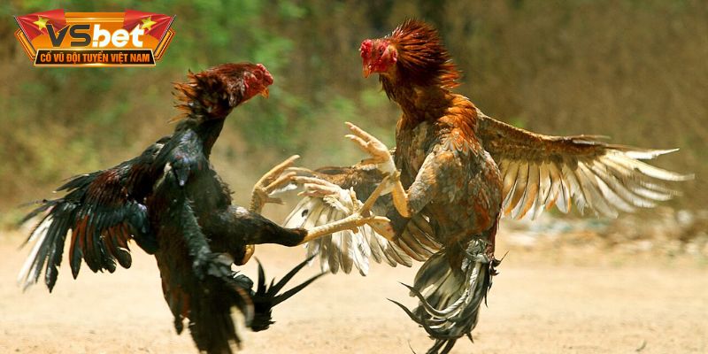 Các tùy chọn đặt tiền đa dạng cùng tỷ lệ trả thưởng hấp dẫn
