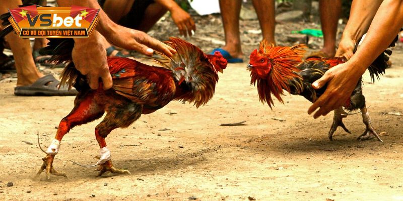 Toàn cảnh không khí sôi động tại đấu trường đá gà Savan